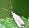 Coleophora sp.